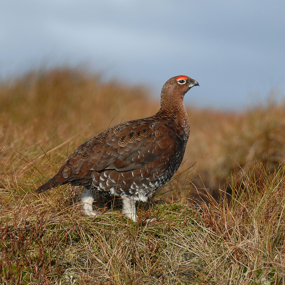 Red grouse with red eyebrow, standing on grassy moor under cloudy sky
