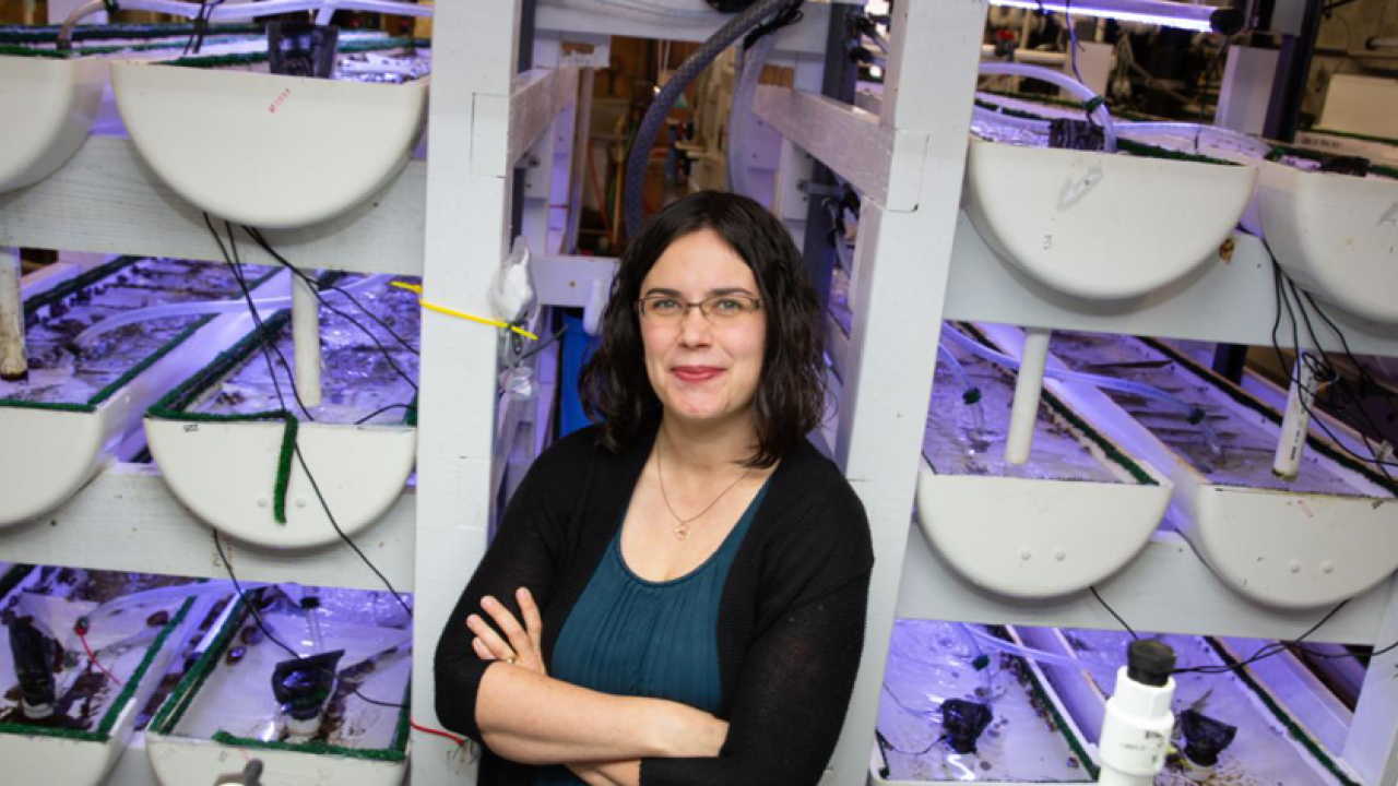 Kristin Aquilino stands next to beds holding white abalone at the Bodega Marine Laboratory. Photo credit, David Slipher/UC Davis.