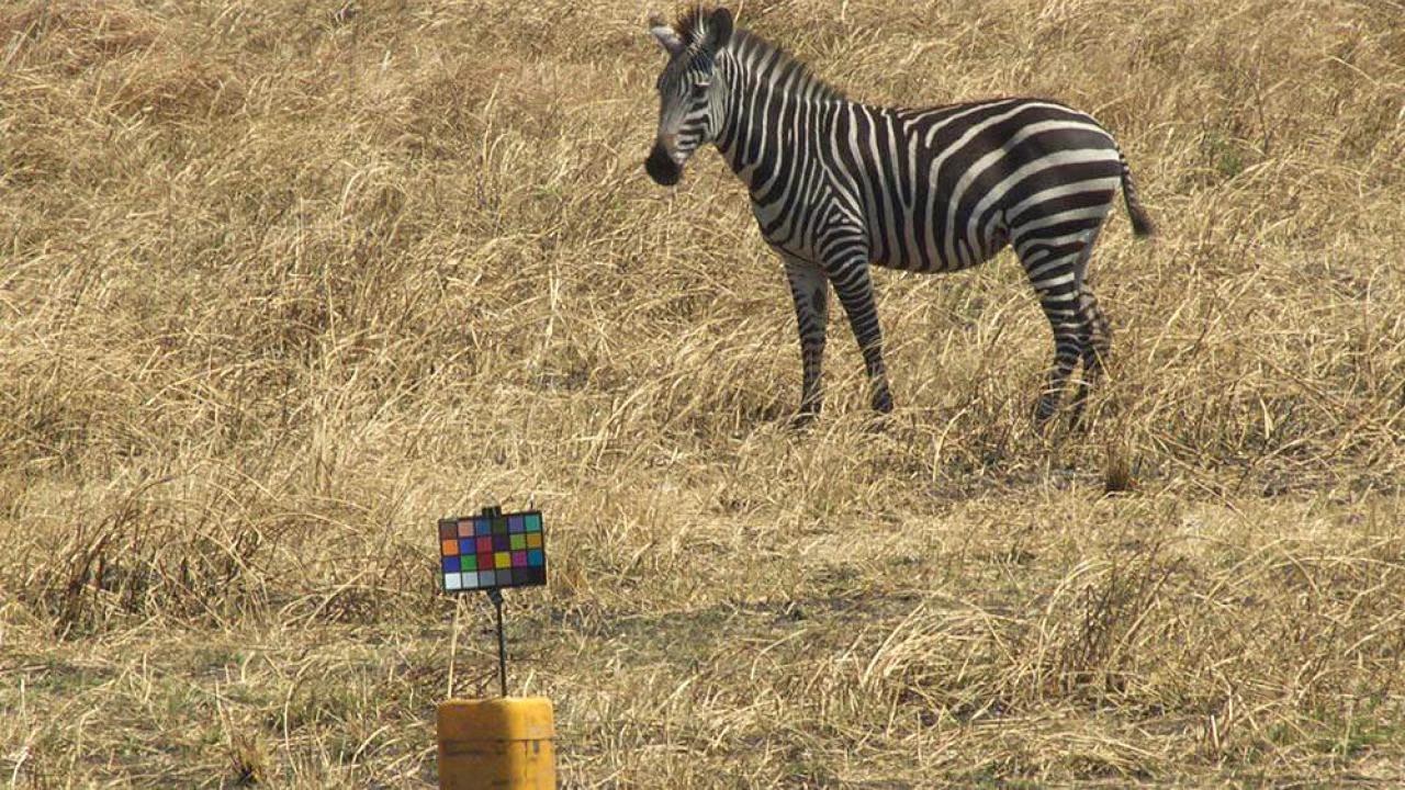 Zebra standing in dry grass beside a color calibration chart on a yellow stand