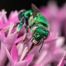 In a study appearing in Nature Communications, UC Davis researchers have linked the evolution of sexual signaling in orchid bees to a gene that’s been shaped by a species’ perfume preferences. Thomas Eltz 