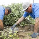 Two gardeners wearing blue shirts and gloves tend a raised bed, planting seedlings