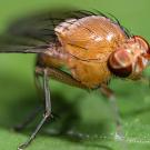 Macro photo, small orange fly with red eyes perched on a green leaf