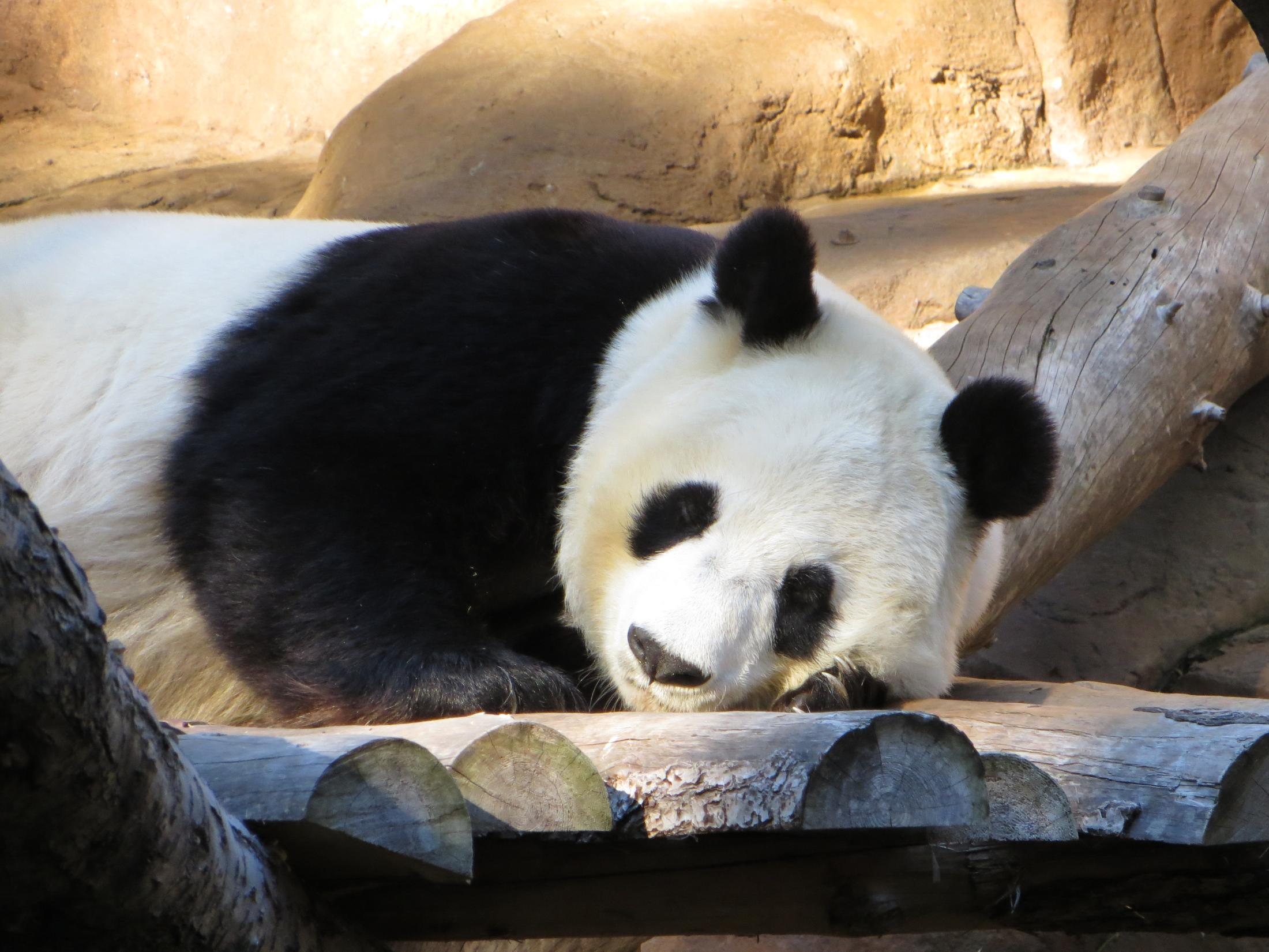 Panda Tim Caro