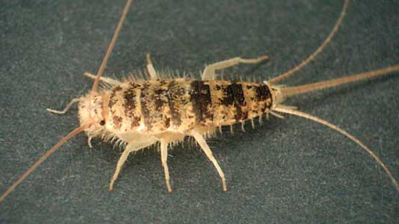 Firebrat