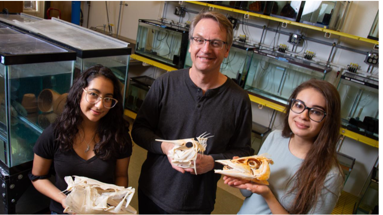 Student Angelly Tovar, Professor Peter Wainwright and student Victoria Susman hold fish skulls in the Wainwright Lab.. David Slipher/UC Davis Student Angelly Tovar, Professor Peter Wainwright and student Victoria Susman hold fish skulls in the Wainwright Lab.. David Slipher/UC Davis