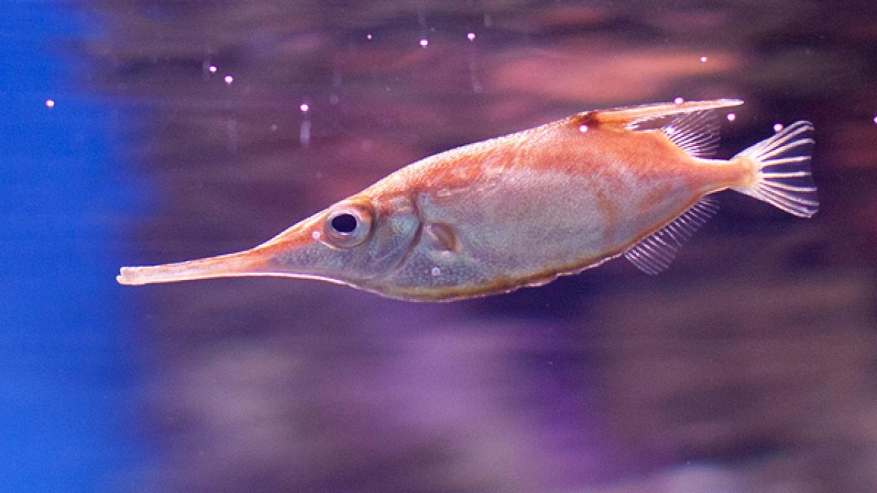 A study by graduated Population Biology Graduate Group student, Sarah Longo, shows that snipefish feed with an elastic-boosted head flick at almost unprecedented speed. Photo Credit: Dmitriy Konstantinov snipefish