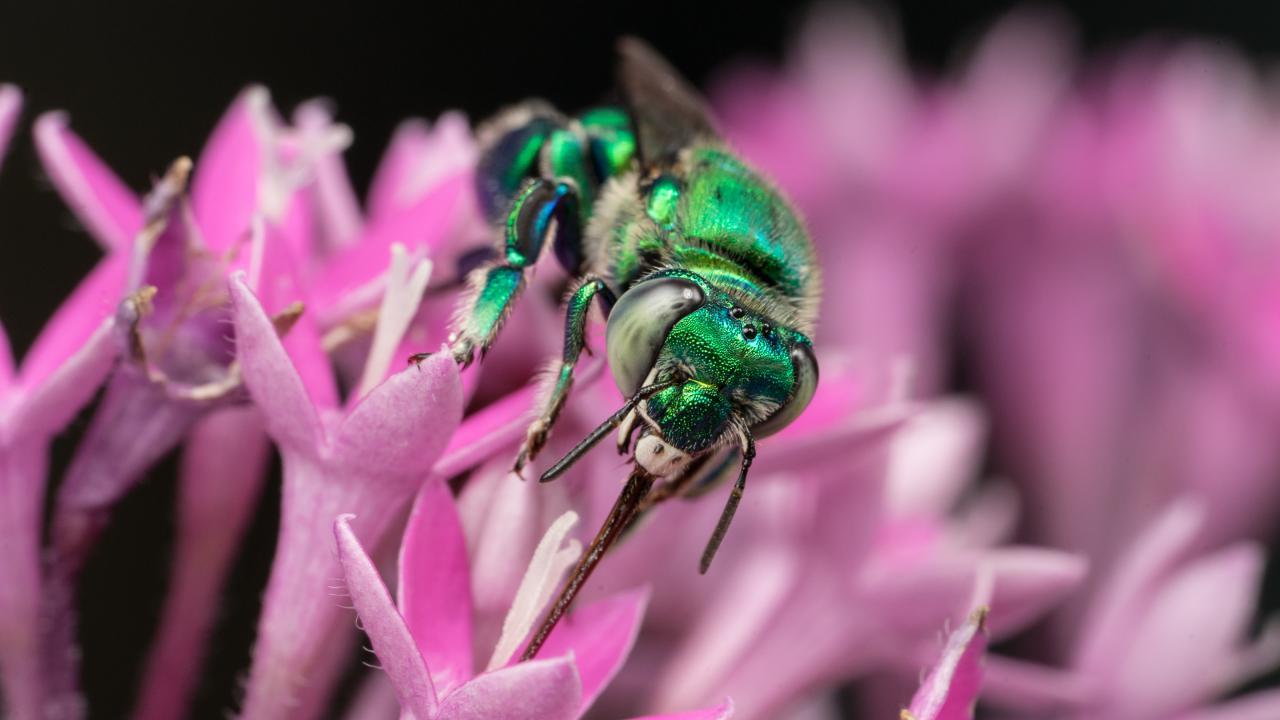 In a study appearing in Nature Communications, UC Davis researchers have linked the evolution of sexual signaling in orchid bees to a gene that’s been shaped by a species’ perfume preferences. Thomas Eltz In a study appearing in Nature Communications, UC Davis researchers have linked the evolution of sexual signaling in orchid bees to a gene that’s been shaped by a species’ perfume preferences. Thomas Eltz