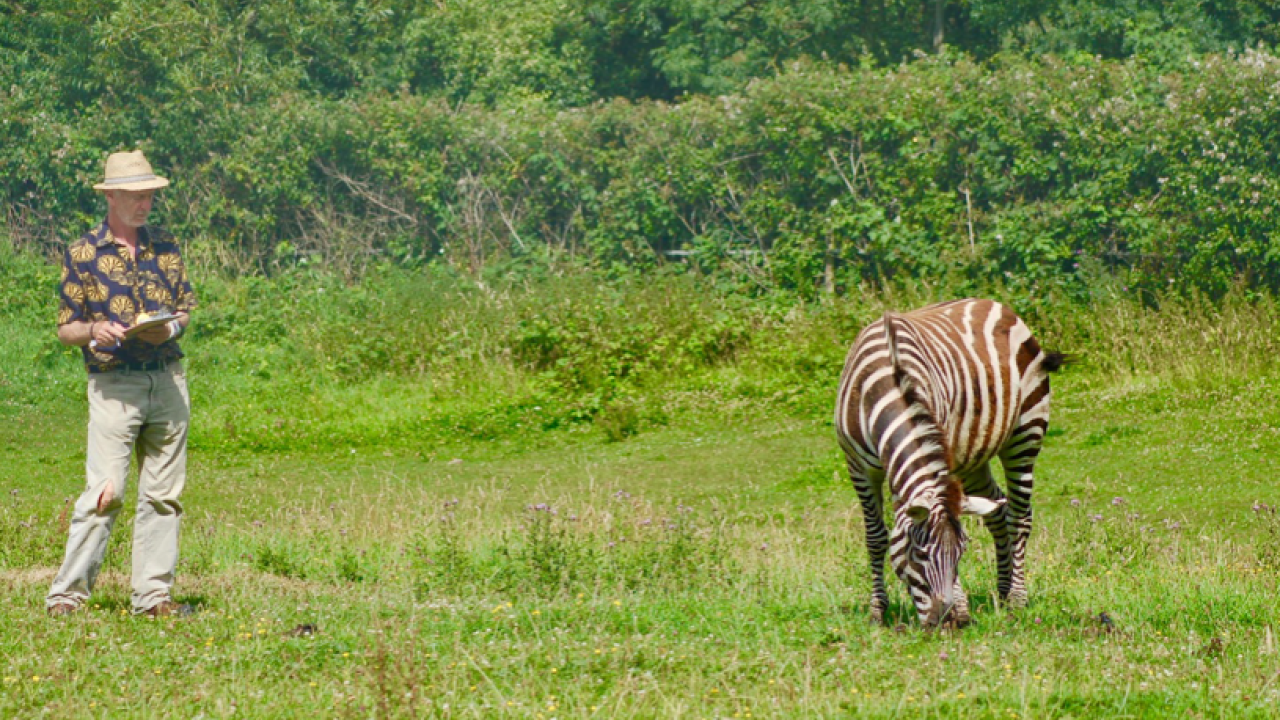 UC Davis wildlife biologist Tim Caro observes zebra behavior in response to biting fly annoyance. 