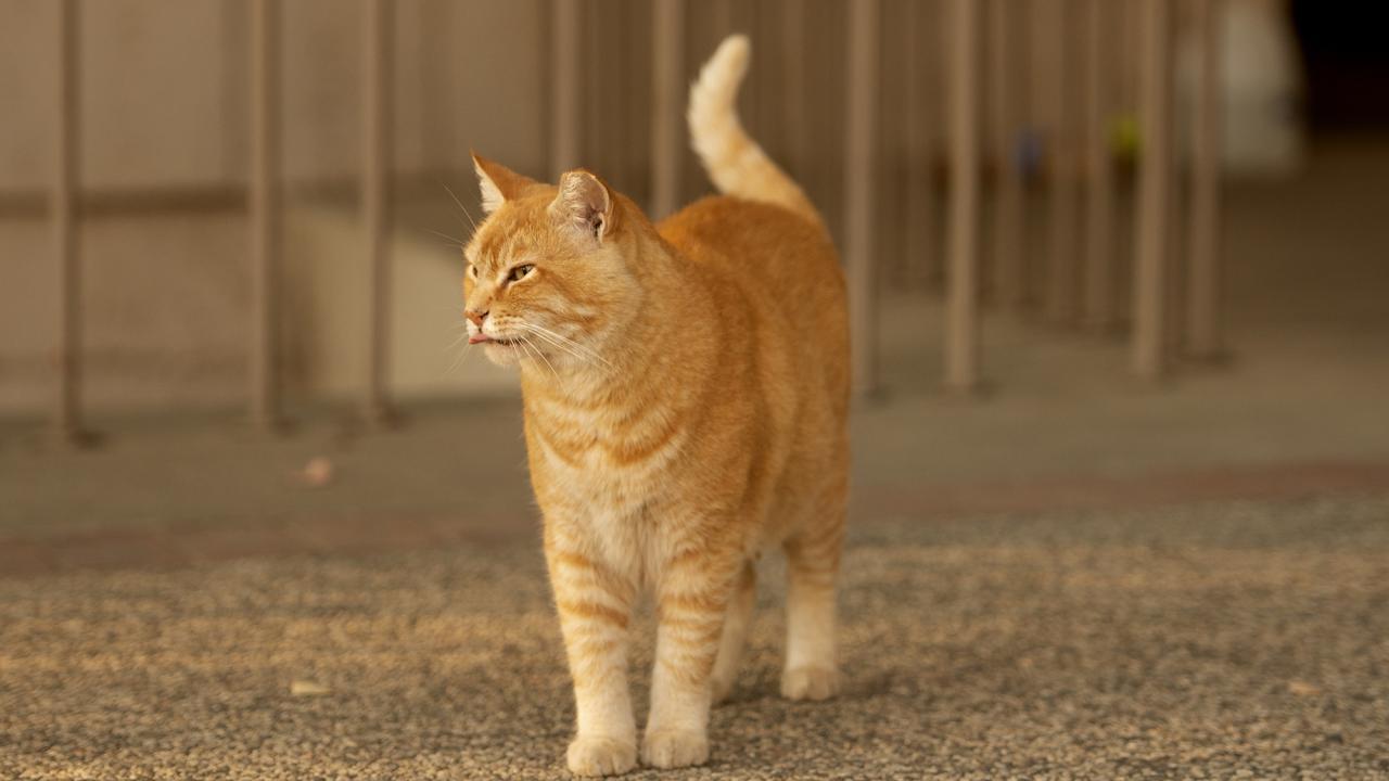 20200923-thin-cheeto-2550.jpg