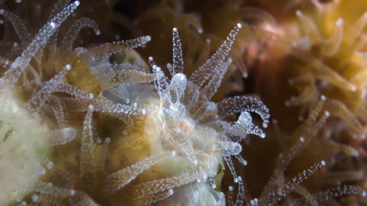 An active northern star coral under a microscope. When dormant, scientists found that its microbiome shifts while it sleeps. (Alicia Schickle / Roger Williams University)