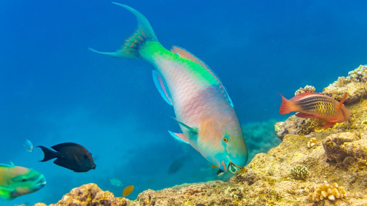 Biting Fish Article photo