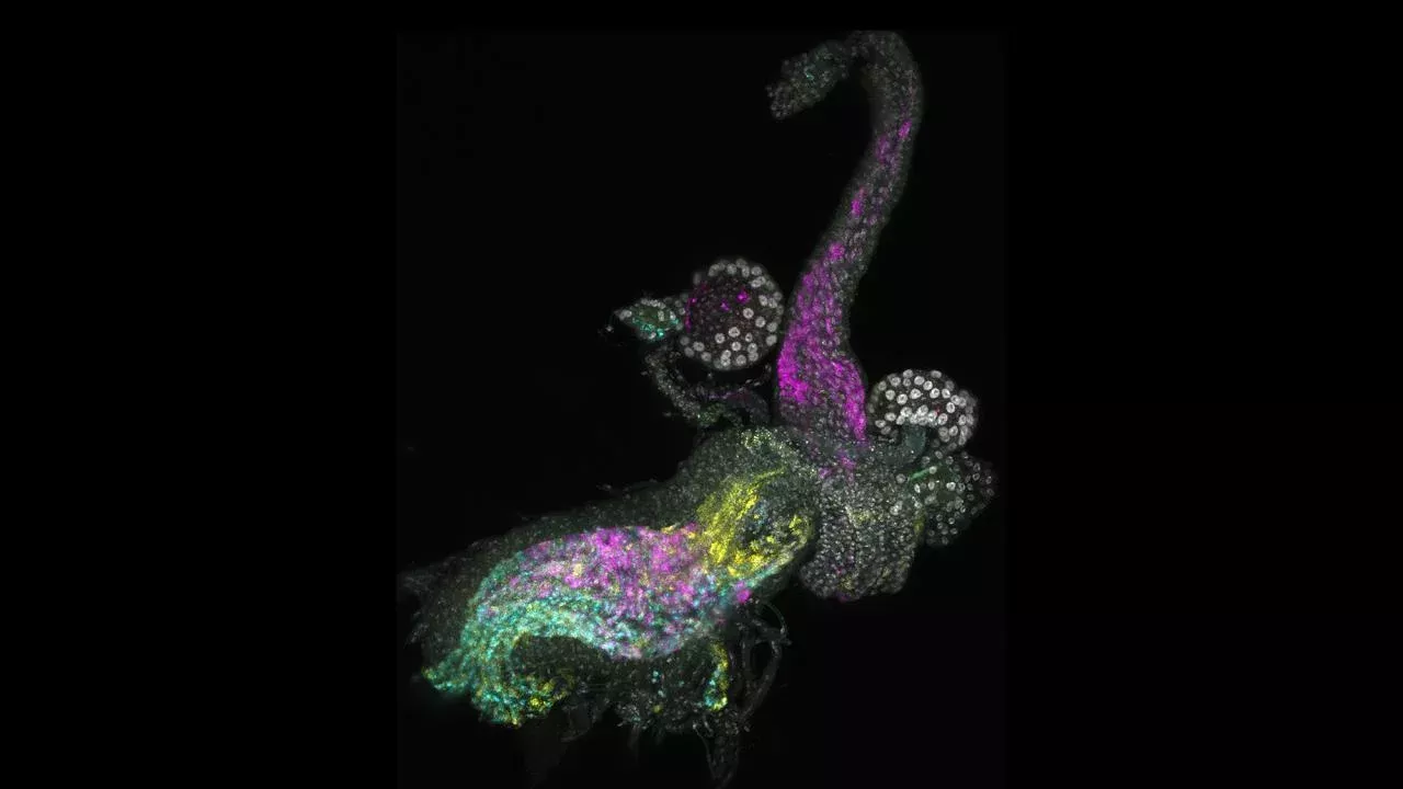 A new UC Davis study reveals previously unknown cell types in the female reproductive tract of Drosophila fruit flies. The knowledge could help in studies of fertility in general, and in managing beneficial and pest insects. (Rachel Thayer, UC Davis)
