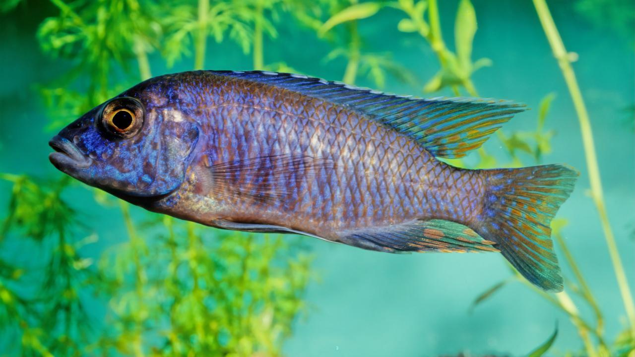 A vibrant blue cichlid fish with iridescent scales swims in a freshwater aquarium, surrounded by green aquatic plants against a turquoise background.