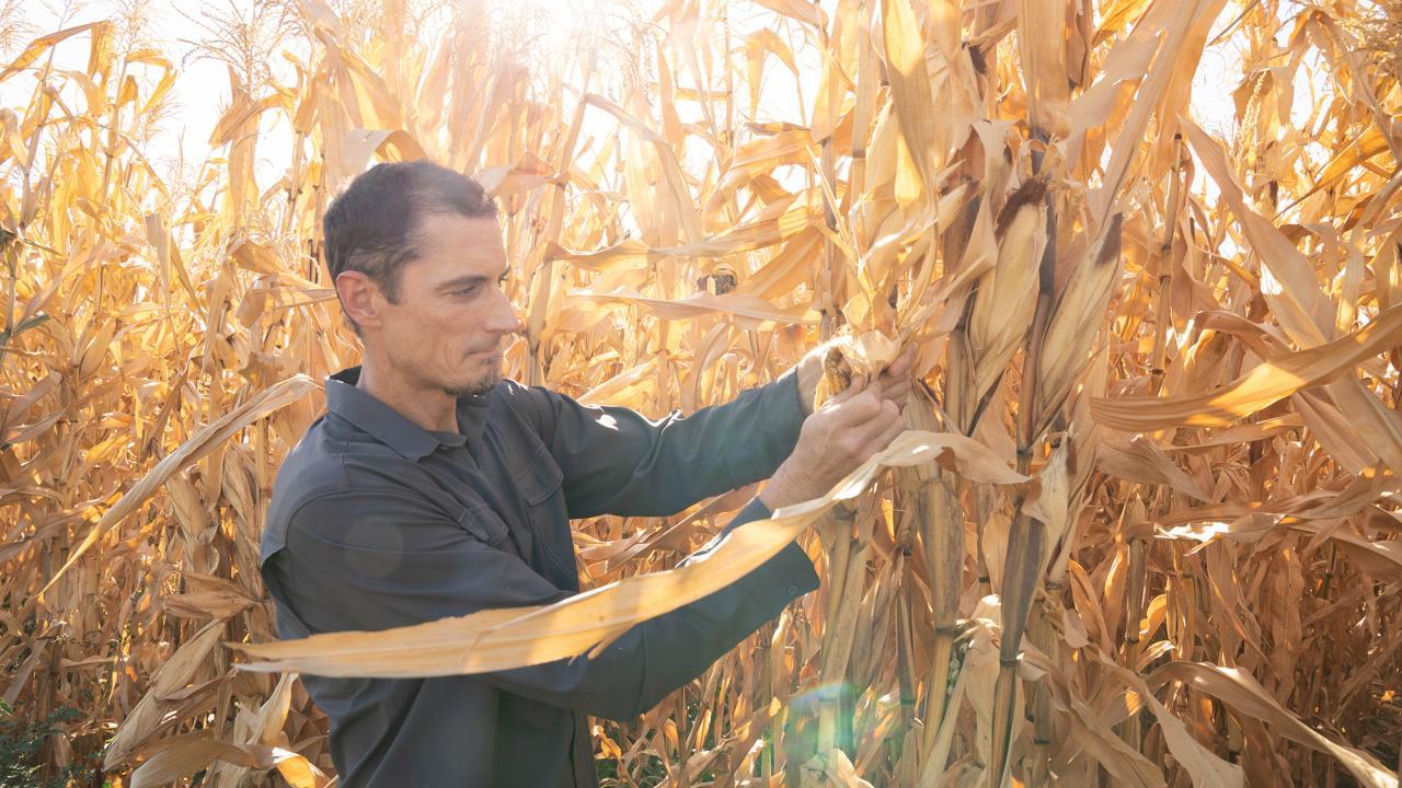 Jeffrey Ross-Ibarra Wins Prestigious National Academy of Science Prize