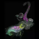 A new UC Davis study reveals previously unknown cell types in the female reproductive tract of Drosophila fruit flies. The knowledge could help in studies of fertility in general, and in managing beneficial and pest insects. (Rachel Thayer, UC Davis)