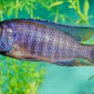 A vibrant blue cichlid fish with iridescent scales swims in a freshwater aquarium, surrounded by green aquatic plants against a turquoise background.