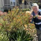 A person wearing a cap and field research vest examines orange flowers in a vibrant, well-maintained residential garden. They are surrounded by blooming plants and shrubs along a sidewalk on a sunny day.
