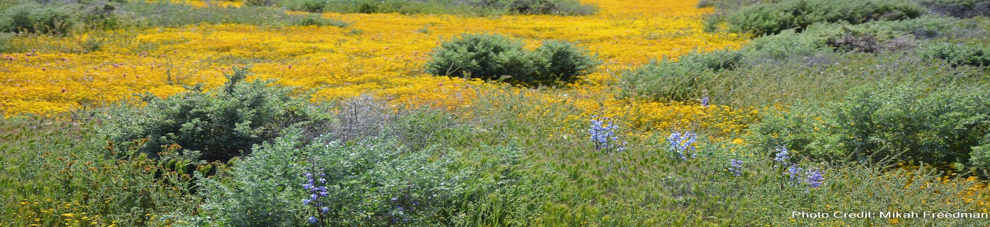 Carrizo Plain