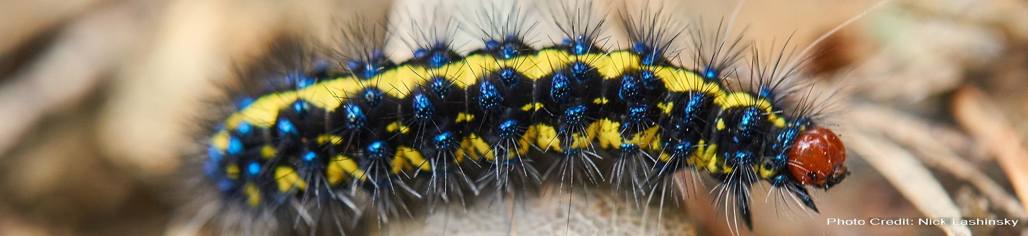 Caterpillar